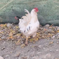 مرغ خروس گلین