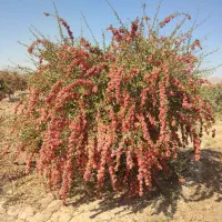 فروش زرشک تازه