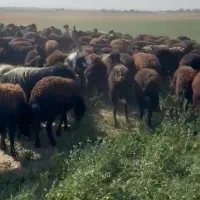 گوسفند|حیوانات مزرعه|فشاپویه, |دیوار