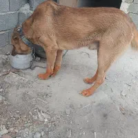 سگ پژدر|سگ|رباطکریم, شهرک صنعتی زوارهای|دیوار