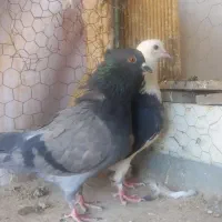 شازده،سرخ،سبزحسابی|پرنده|اصفهان, باغ فدک|دیوار