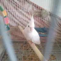 عروس هلندی