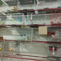 فروش پرنده فروشی