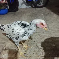 مرغ و خروس لاری