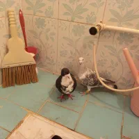 سلام دو تا حیوان خوشگل