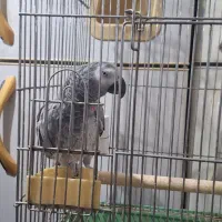 کاسکو سخنگو