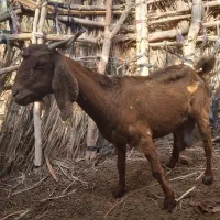 بزو کهره ماده|حیوانات مزرعه|اسماعیلی, |دیوار