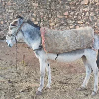 الاغ|حیوانات مزرعه|هلیلان, |دیوار