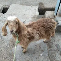 فروش بزغاله ماده در شوش|حیوانات مزرعه|شوش, |دیوار