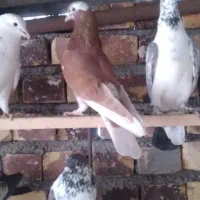 ماده انگلیسی