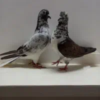 کبوتر‌پرشی
