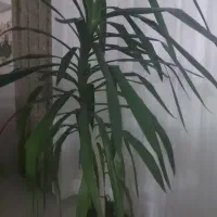 گلدان نخل یوکا