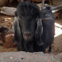 نر بز (بزغاله) یور مناسب نژادگیری|حیوانات مزرعه|دینور, |دیوار