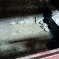 جوجه مرغ محلی