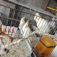 عروس هلندی مولد سرحال