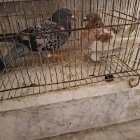 کبوتر|پرنده|بندر کنگان, |دیوار
