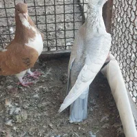 گمشده