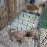 سگ شیتزو مامره ۲نیم ماهه سالم|سگ|مشهد, حضرت حجت|دیوار