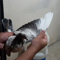 کبوتر|پرنده|محمدشهر, ولدآباد|دیوار