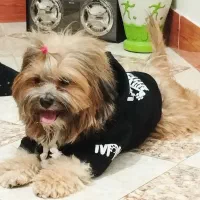 گمشده پاپی|سگ|کیار, |دیوار