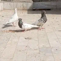 کفتر کله