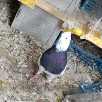 طوق سیاه نر  کرمانشاهی