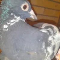 جفت پلنگ اسطوره همهچی میزون|پرنده|رفسنجان, |دیوار