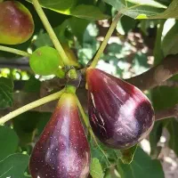 آغاز پیشفروش نهال انجیر گلابی درشت