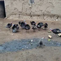 ۸عددبوقلمون نریکساله سالم