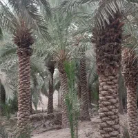 فروش نخل