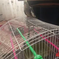 عروس هلندی دستی|پرنده|کرباسک, |دیوار