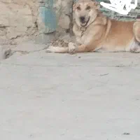سگ نگهبانی