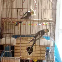 عروس هلندی|پرنده|مرند, |دیوار