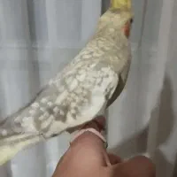 عروس هلندی نرو ماده دستی|پرنده|ری, علایین|دیوار