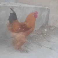 خروس برهما ۸ماهه