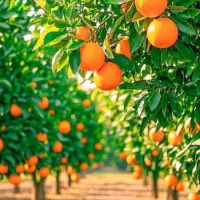 نهالستان عرفان نهال|خدمات باغبانی و درختکاری|جلفا, |دیوار