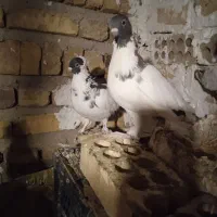 کبوتر|پرنده|هشتگرد, تهران دشت|دیوار