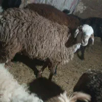 بره نر دو رگ خوشگل