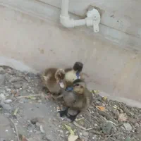 جوجه اردک|حیوانات مزرعه|میناب, |دیوار