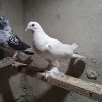 کبوتر لوتی و تهرانی