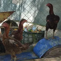 تخم لاری  افغان اصیل
