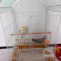 یک جفت عروس هلندی|پرنده|فولادشهر, C3|دیوار