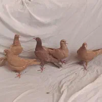 کفتر رنگی پرتقالی سرخ