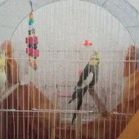 عروس هلندی|پرنده|بوشهر, |دیوار