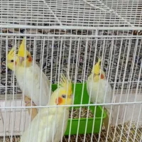 عروس لوتینو خانگی