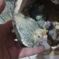 جوجه عروس هلندی سرلاکی|پرنده|مشکیندشت, |دیوار