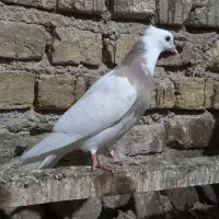 طوقی آجری|پرنده|گنبد کاووس, |دیوار