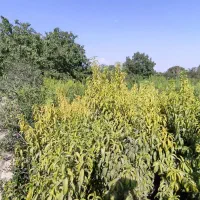 فروش باغ میوه اختصاصی در شهرک تهرانی نشین|فروش خانه و ویلا|هشتگرد, قاسم آباد بزرگ|دیوار