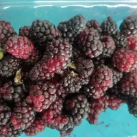 کار در میوه فروشی