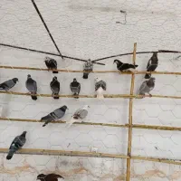 کفتر یه جایی ۷۰ تا ۱۰۰ خریدارم(توضیحات بخوانید)